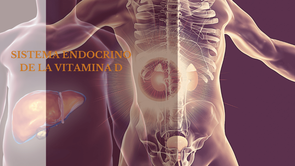 SISTEMA ENDOCRINO DE LA VITAMINA D