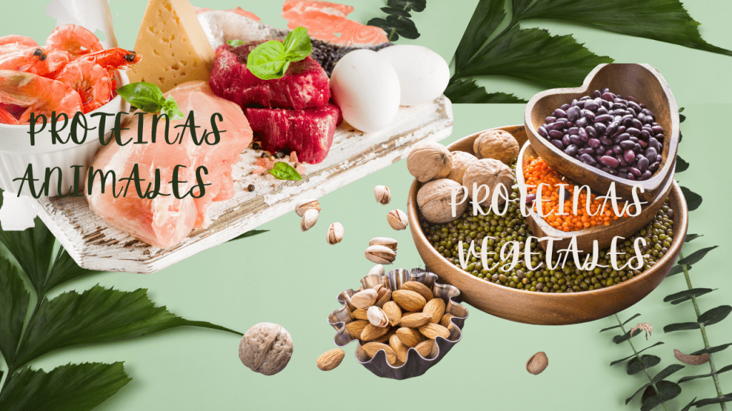 PROTEINAS ANIMALES VS PROTEINAS VEGETALES