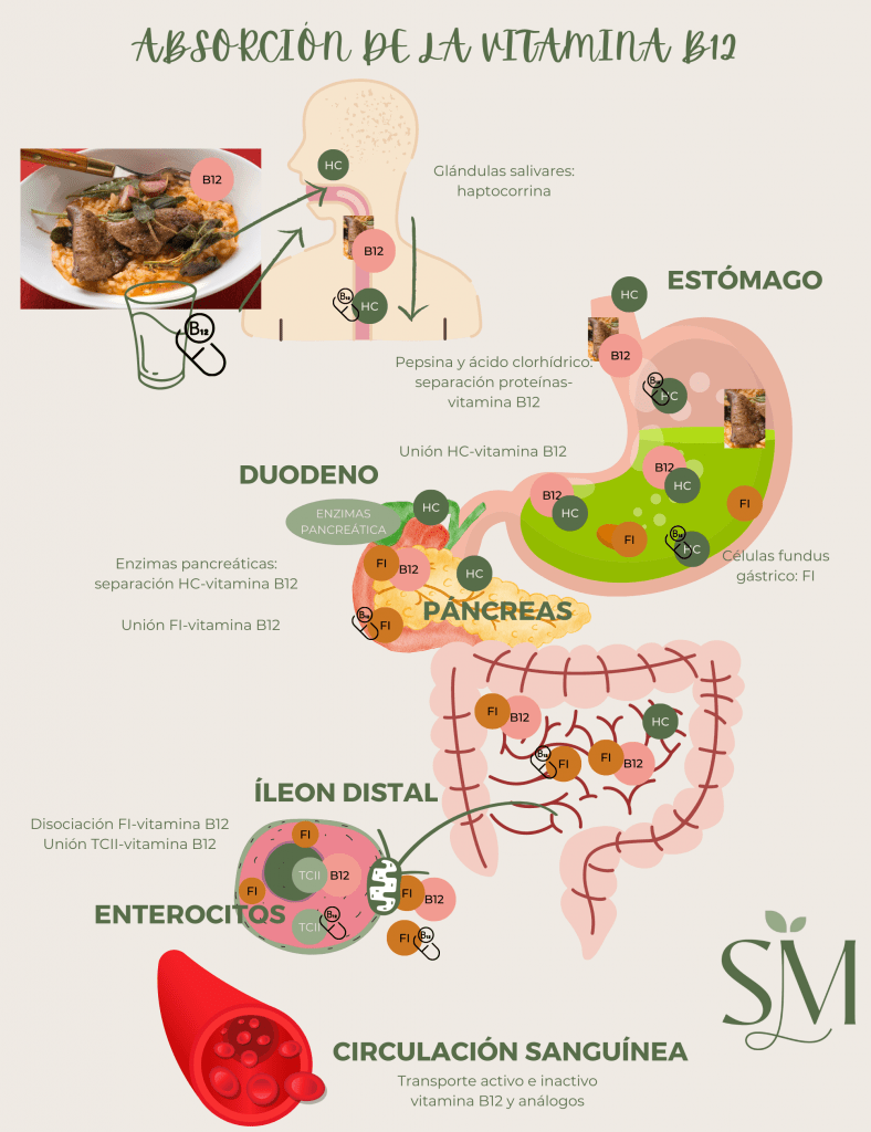 ABSORCION DE LA VITAMINA B12