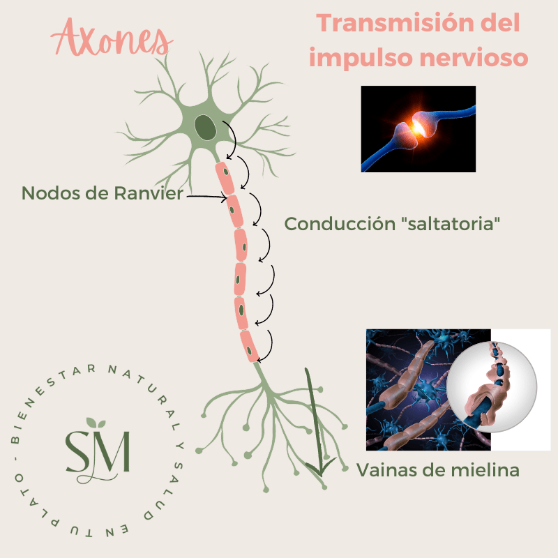 Axones transmision de la informacion