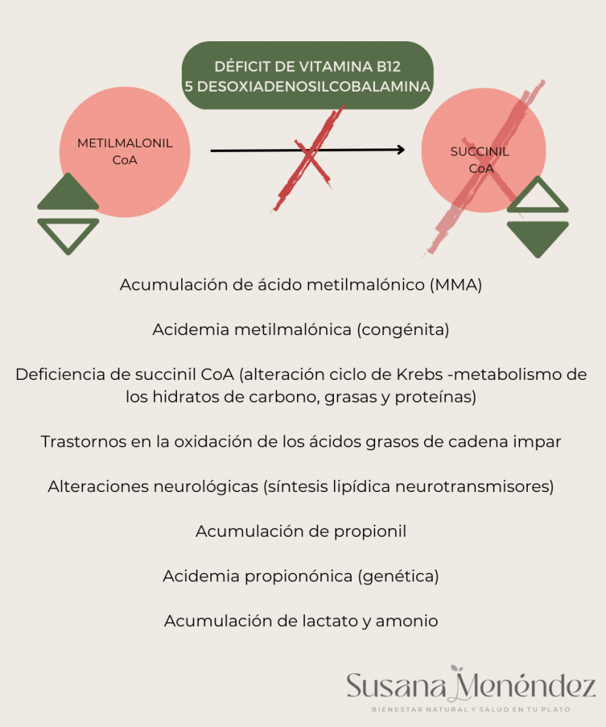 DEFICIT DE 5 DESOXIADENOSILCOBALAMINA