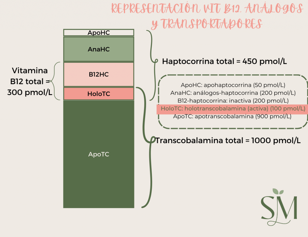 REPRESENTACION VITAMINA B12 ANALOGOS Y TRANSPORTADORES 1