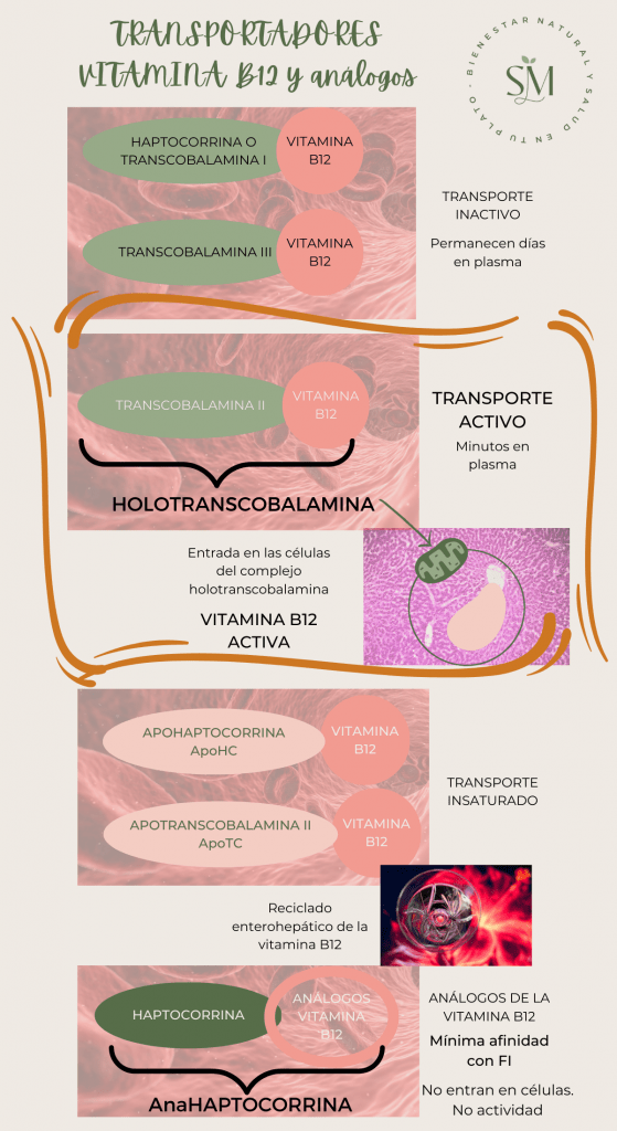 TRANSPORTADORES VITAMINA B12 y analogos