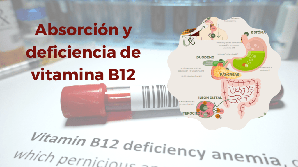 Absorcion y deficiencia de la vitamina B12
